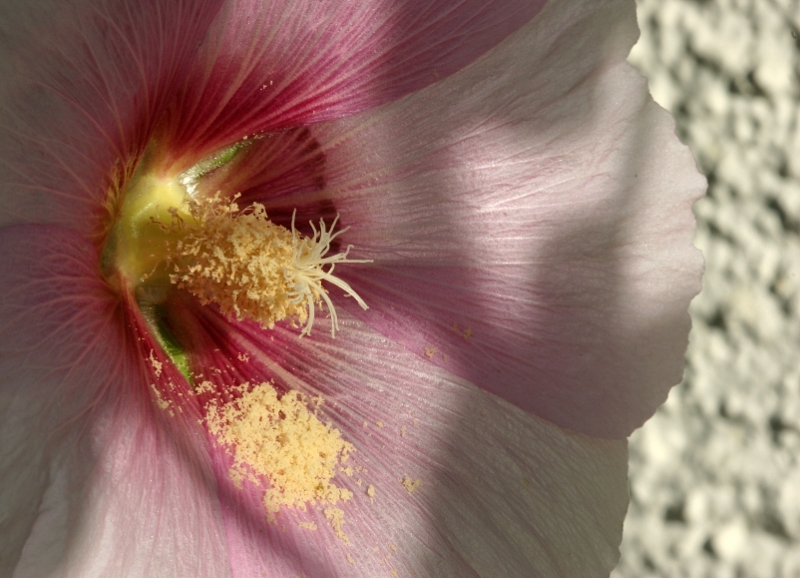 Hibiscus, Vessy Switzerland.jpg - Hibiscus